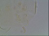 Echiniscus bigranulatus image