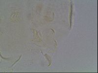 Echiniscus bigranulatus image