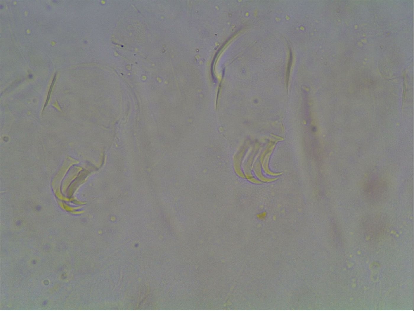 Echiniscus bigranulatus image