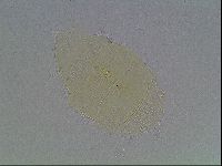 Echiniscus bigranulatus image