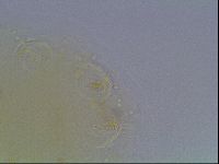 Echiniscus bigranulatus image