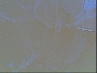 Echiniscus bigranulatus image