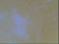 Echiniscus bigranulatus image