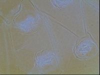 Echiniscus bigranulatus image