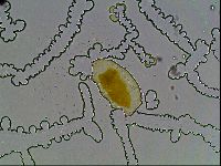 Echiniscus bisetosus image