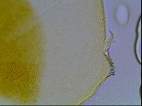 Echiniscus bisetosus image