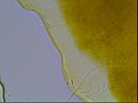 Echiniscus bisetosus image