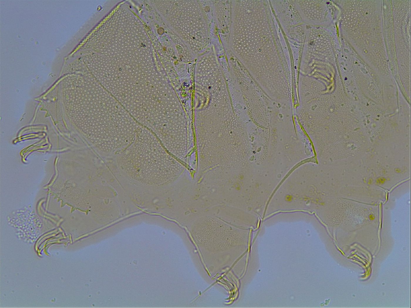 Echiniscus blumi image