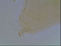 Echiniscus blumi image
