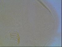 Echiniscus blumi image