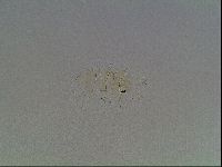 Echiniscus blumi image
