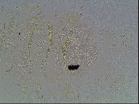 Echiniscus blumi image