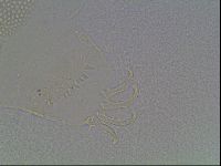 Echiniscus blumi image