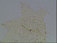 Echiniscus blumi image