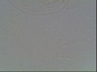 Echiniscus blumi image
