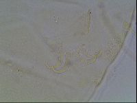 Echiniscus blumi image