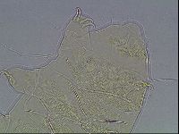 Echiniscus blumi image