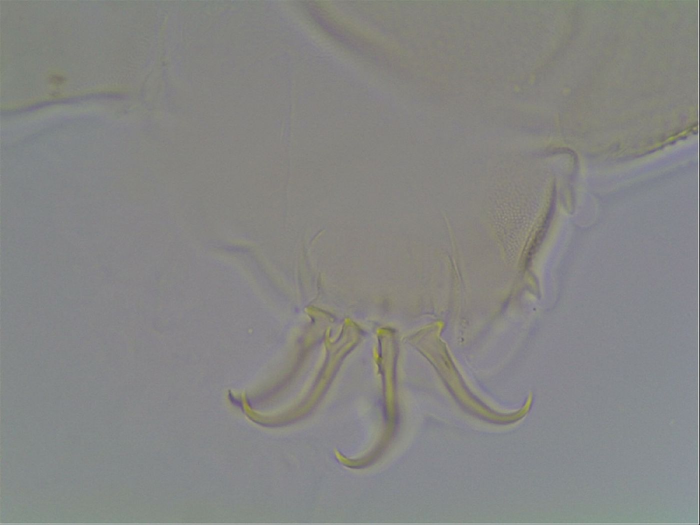 Echiniscus blumi image