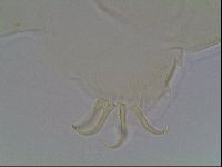 Echiniscus blumi image