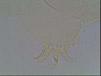 Echiniscus blumi image