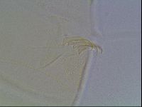 Echiniscus blumi image