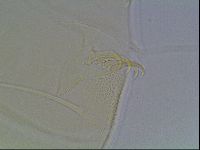 Echiniscus blumi image