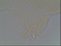 Echiniscus blumi image