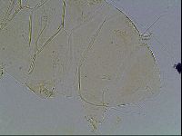 Echiniscus blumi image