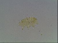 Echiniscus blumi image