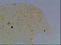 Echiniscus blumi image