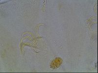 Echiniscus blumi image