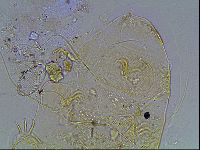 Echiniscus blumi image