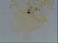 Echiniscus blumi image