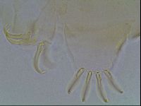 Echiniscus blumi image
