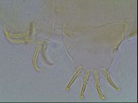 Echiniscus blumi image