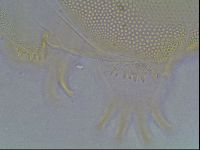 Echiniscus blumi image