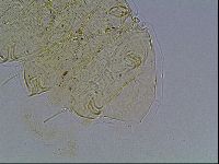 Echiniscus blumi image
