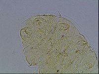 Echiniscus blumi image