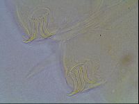 Echiniscus blumi image