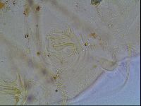 Echiniscus blumi image