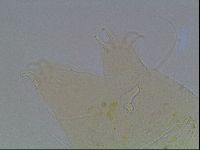 Echiniscus blumi image