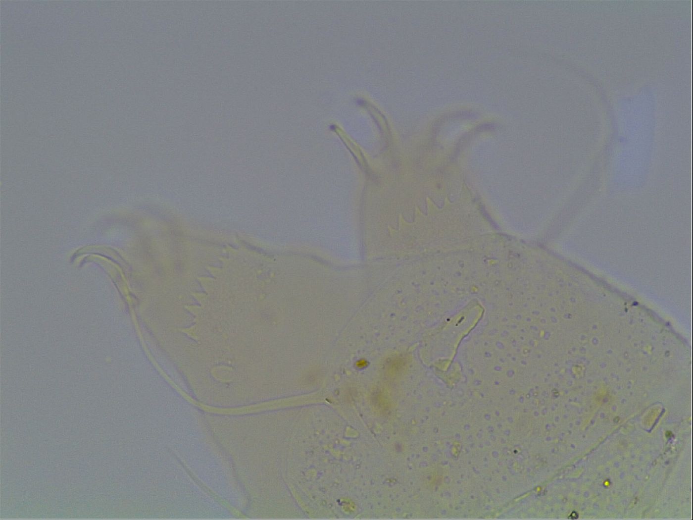 Echiniscus blumi image