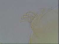 Echiniscus blumi image