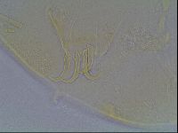 Echiniscus blumi image