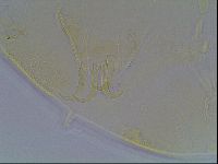 Echiniscus blumi image