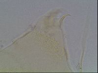 Echiniscus blumi image