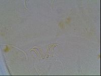 Echiniscus blumi image