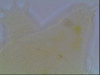 Echiniscus blumi image