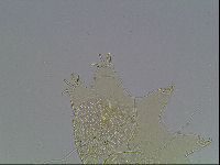 Echiniscus blumi image