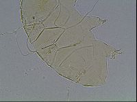 Echiniscus blumi image